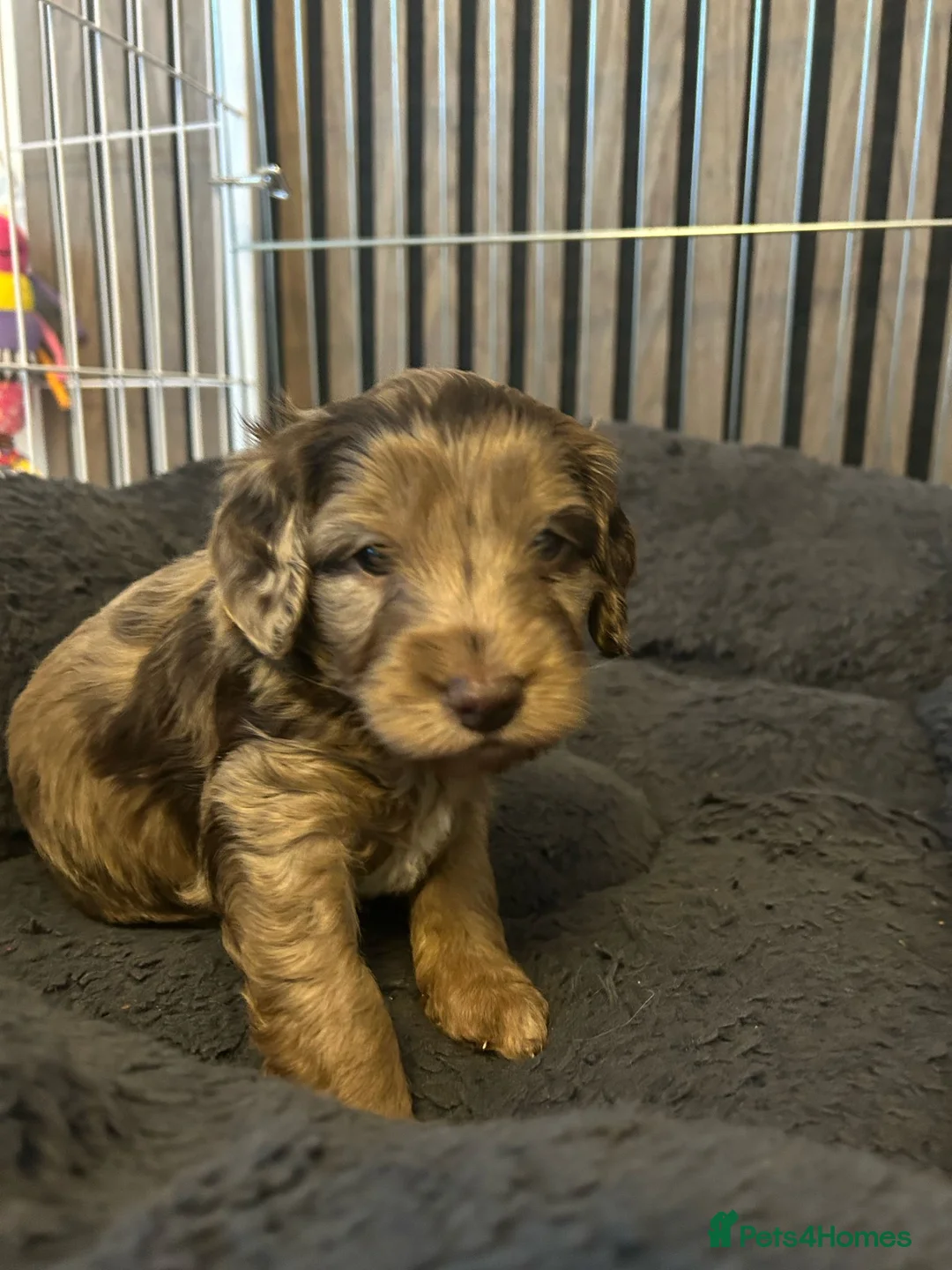 Cockapoo dogs for stud: F1 Red Cockapoo PROVEN Stud-Extensively DNA Tested in Stafford - Advert 15