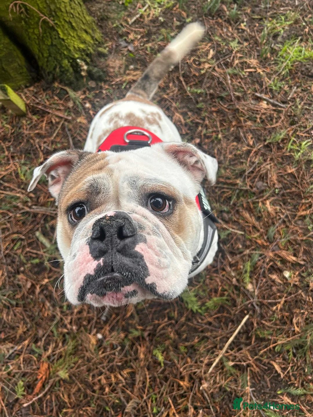 English Bulldog dogs for adoption: Enid  - Advert 1