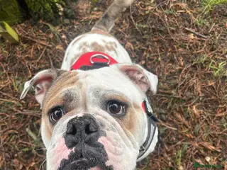 English Bulldog dogs Enid - Advert 1