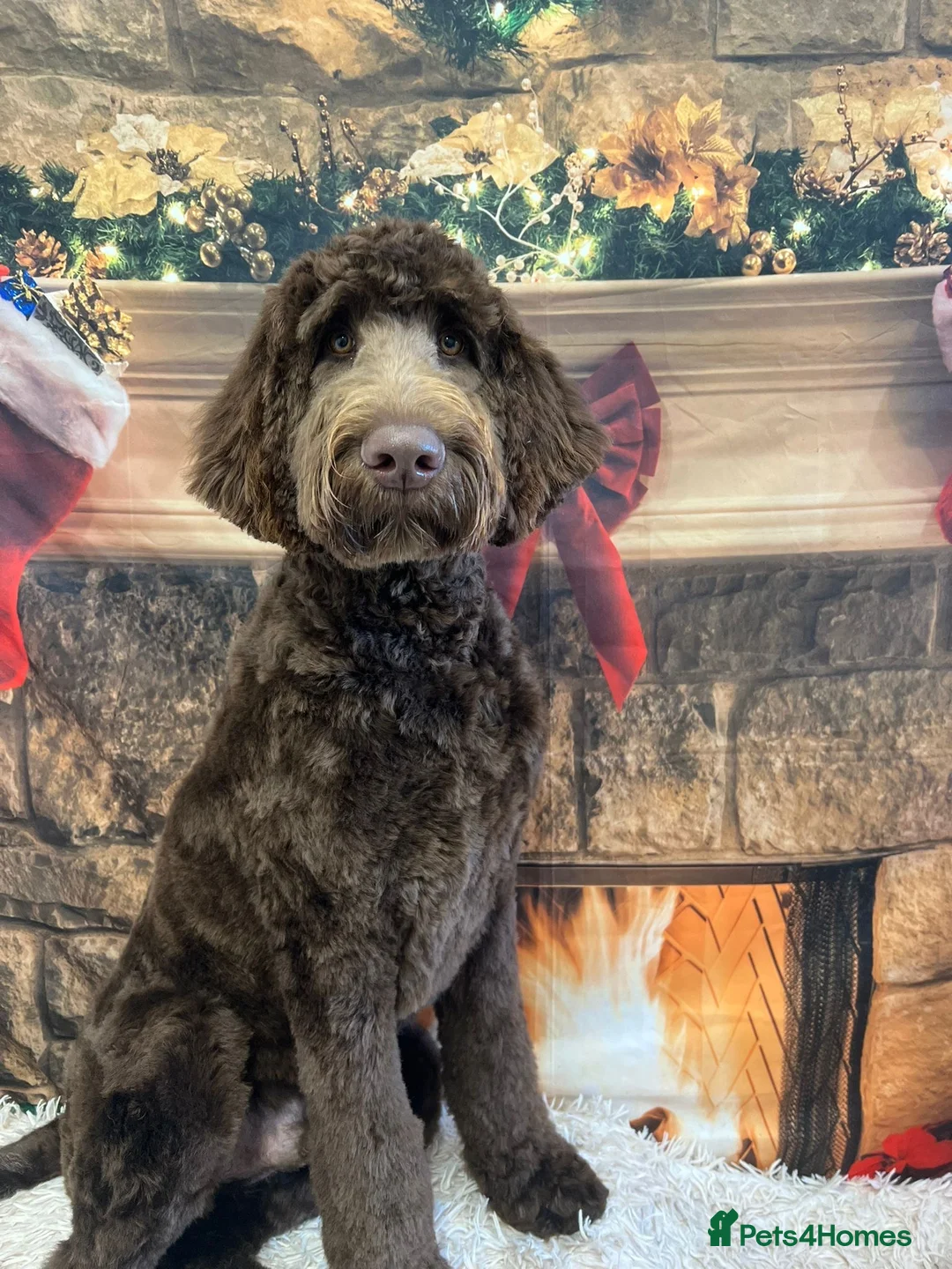 Newfypoo dogs for sale: Stunning 10 month old Newfypoo f1b - Advert 1