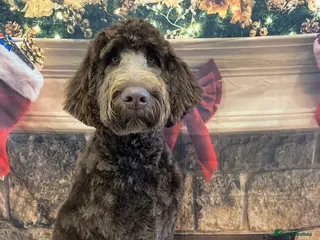 Newfypoo dogs Stunning 10 month old Newfypoo f1b - Advert 7