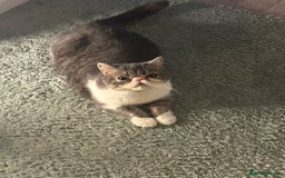 Exotic cats for sale: bella!! friendly grey and white exotic shorthair - Image 3