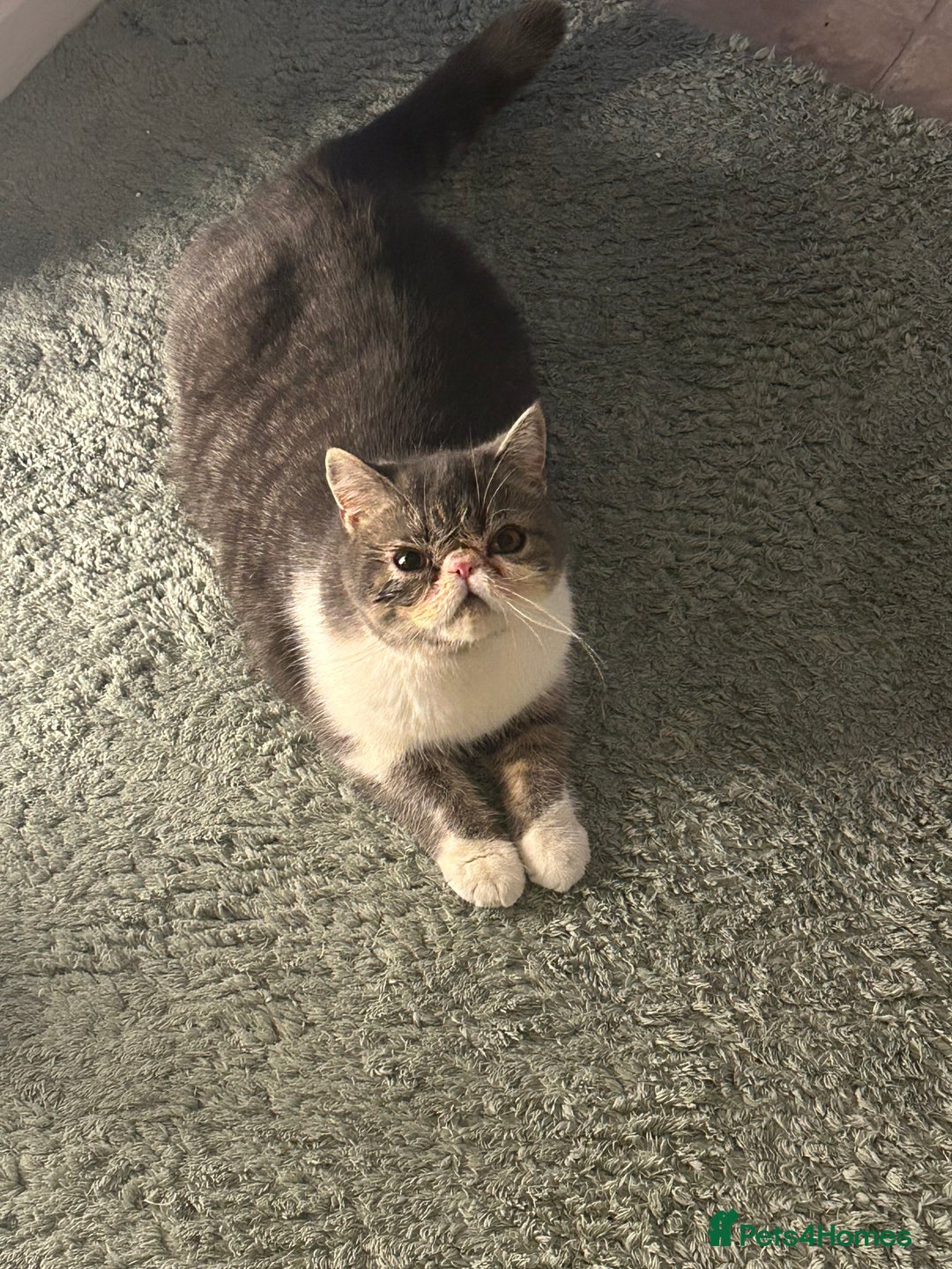 Exotic cats for sale: bella!! friendly grey and white exotic shorthair - Image 3