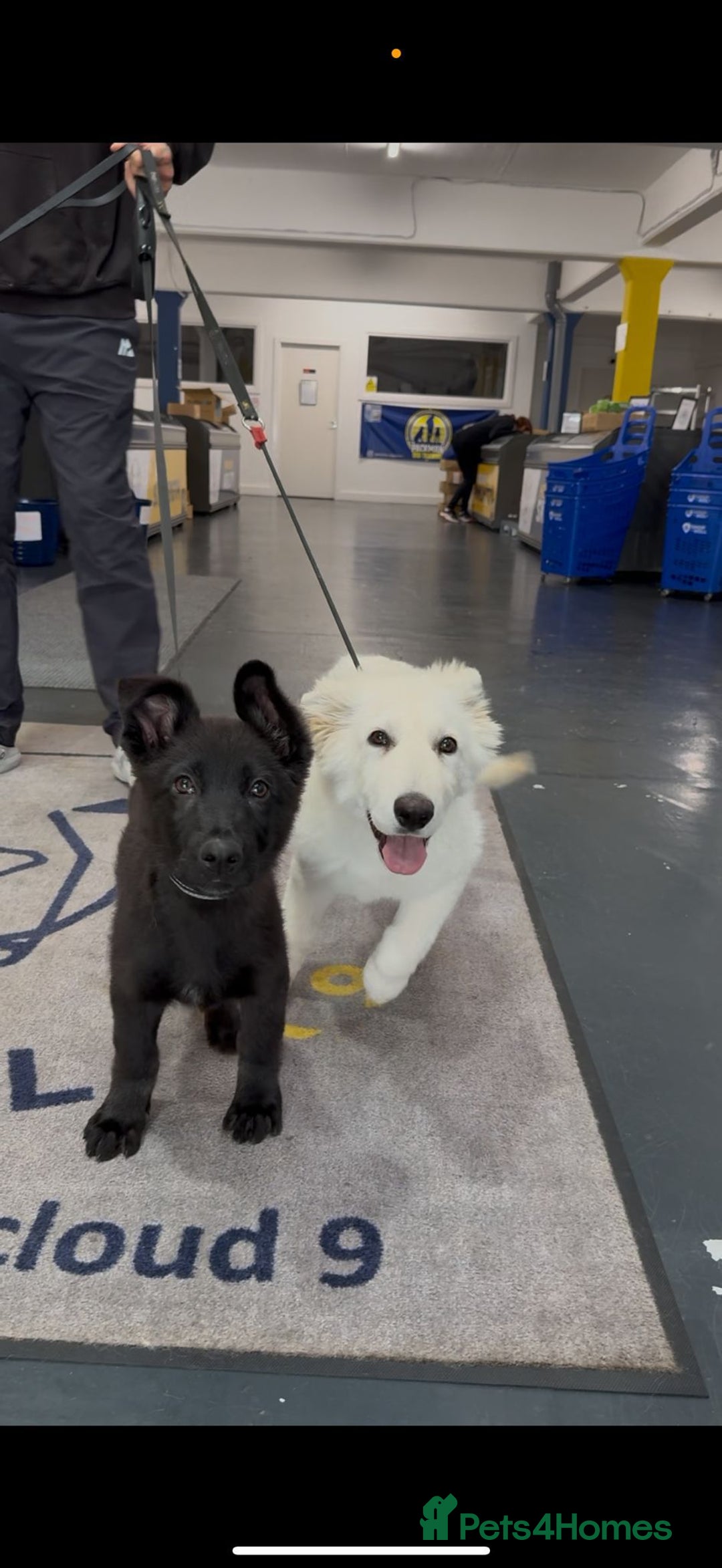 German Shepherd dogs for sale: White German Shepherd Kc registered female puppy - Advert 2