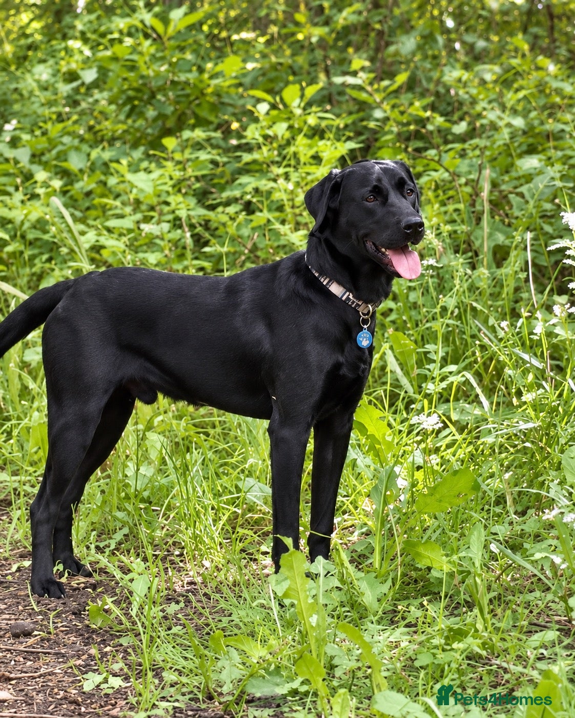 Labrador Retriever dogs for stud: Marley – Fully Health Tested Labrador at Stud - Advert 6