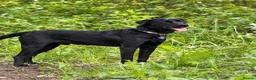 Labrador Retriever dogs for stud: Marley – Fully Health Tested Labrador at Stud - Advert 3