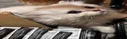 British Longhair cats for sale: British Longhair silver boy - Advert 10