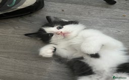 Mixed Breed cats for sale: Mixed breed kittens - Image 6
