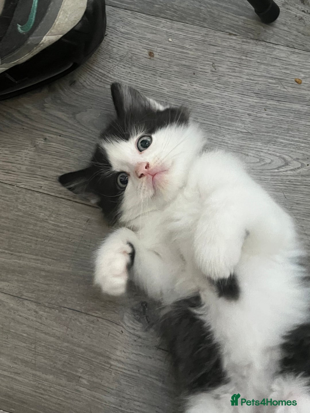 Mixed Breed cats for sale: Mixed breed kittens - Image 6