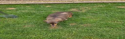Miniature Dachshund dogs for sale: Kc registered min dachshunds bitches  - Advert 8