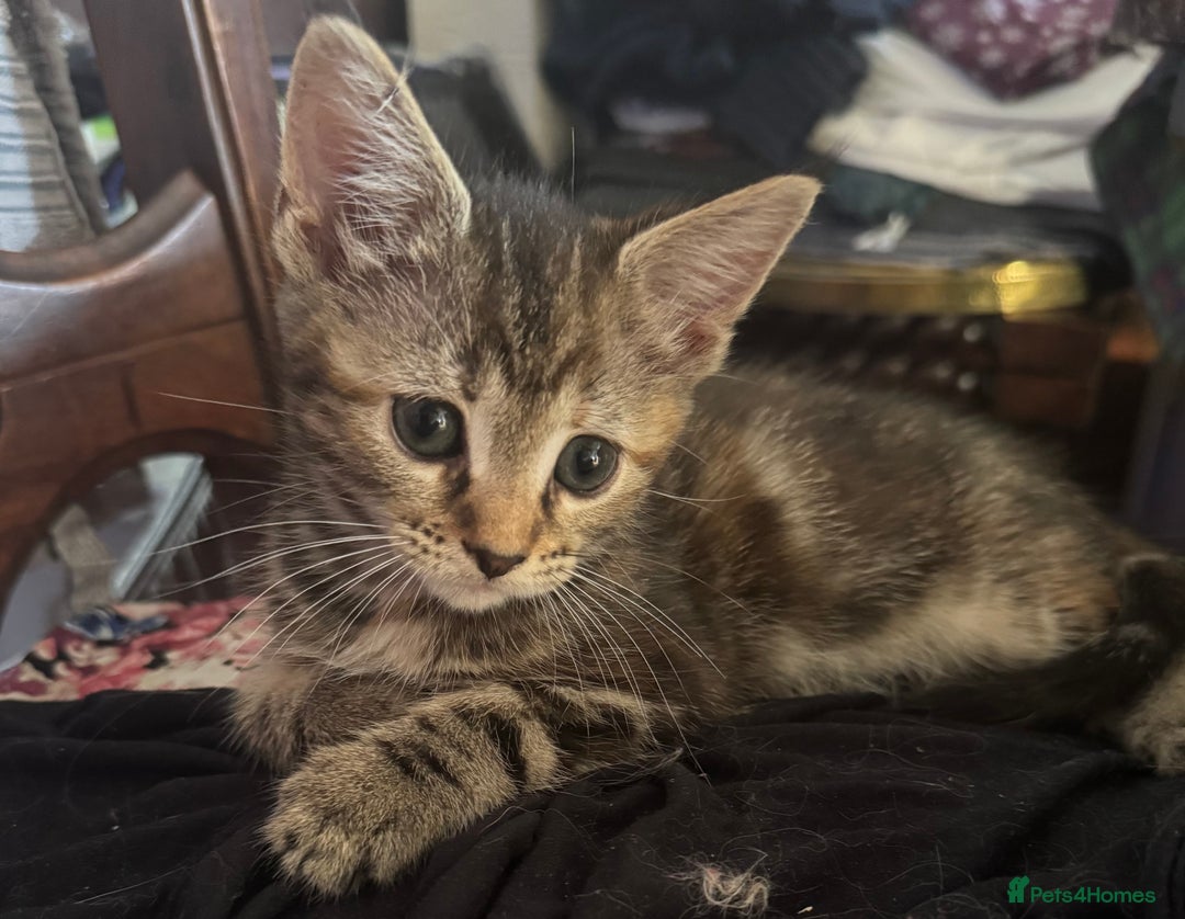 Maine Coon cats for sale: Maine Coon X  - Image 7