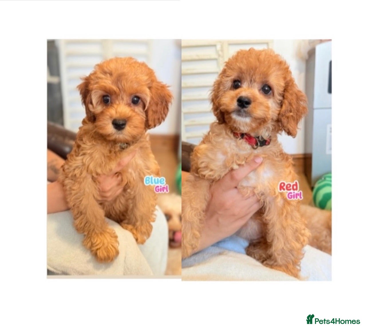 Cockapoo dogs F1B Cockapoo puppies - Health checked - Ready.  - Advert 1