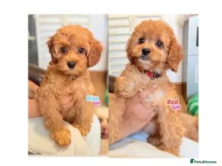 Cockapoo dogs F1B Cockapoo puppies - Health checked - Ready. - Advert 1