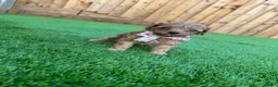 Cockapoo dogs for sale: 🐾 Adorable F1BB Teddy bear toy cockapoos 🐾 - Advert 20