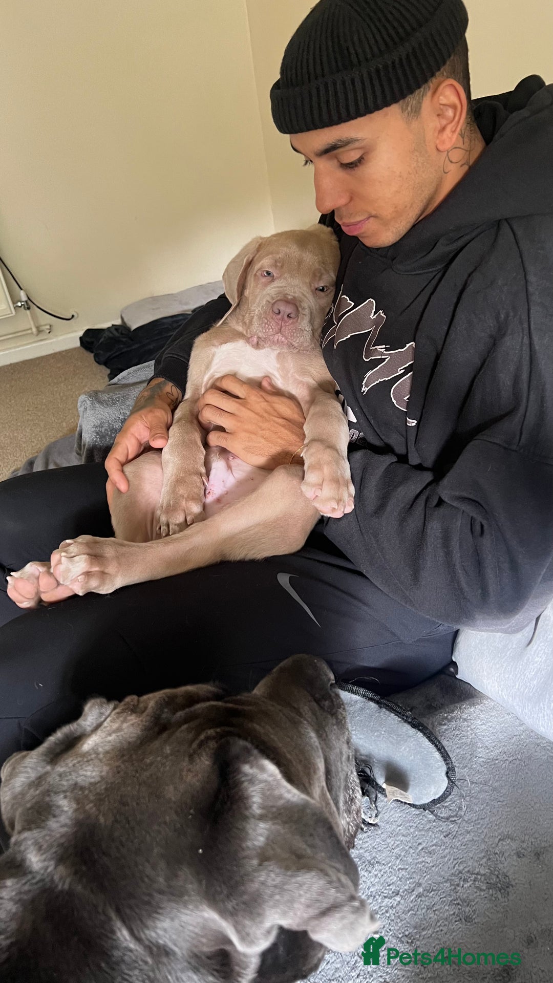 Mastiff dogs for stud: Neapolitan Mastiff cross (Sabre) - Image 6