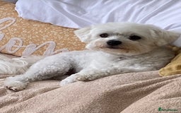 Mixed Breed dogs for sale: Toby  - Image 9