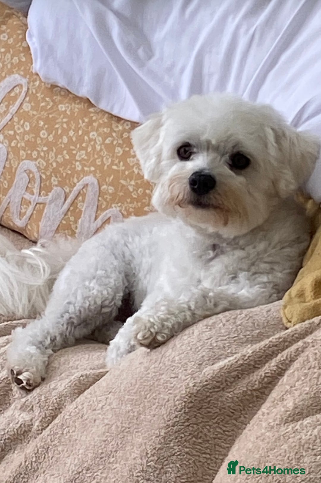 Mixed Breed dogs for sale: Toby  - Image 9