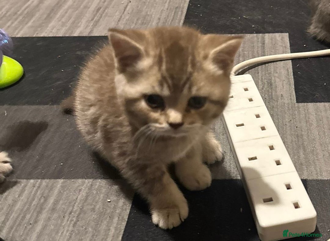 British Shorthair cats for sale: Amazing BSH kittens. READY TO GO!!! - Image 19