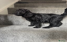 Mixed Breed dogs for sale: 3 Puppies Available Cavapoo / Cockapoo puppies  - Image 12