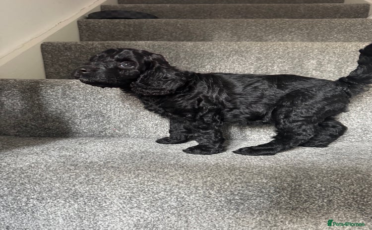 Mixed Breed dogs - Advert 11