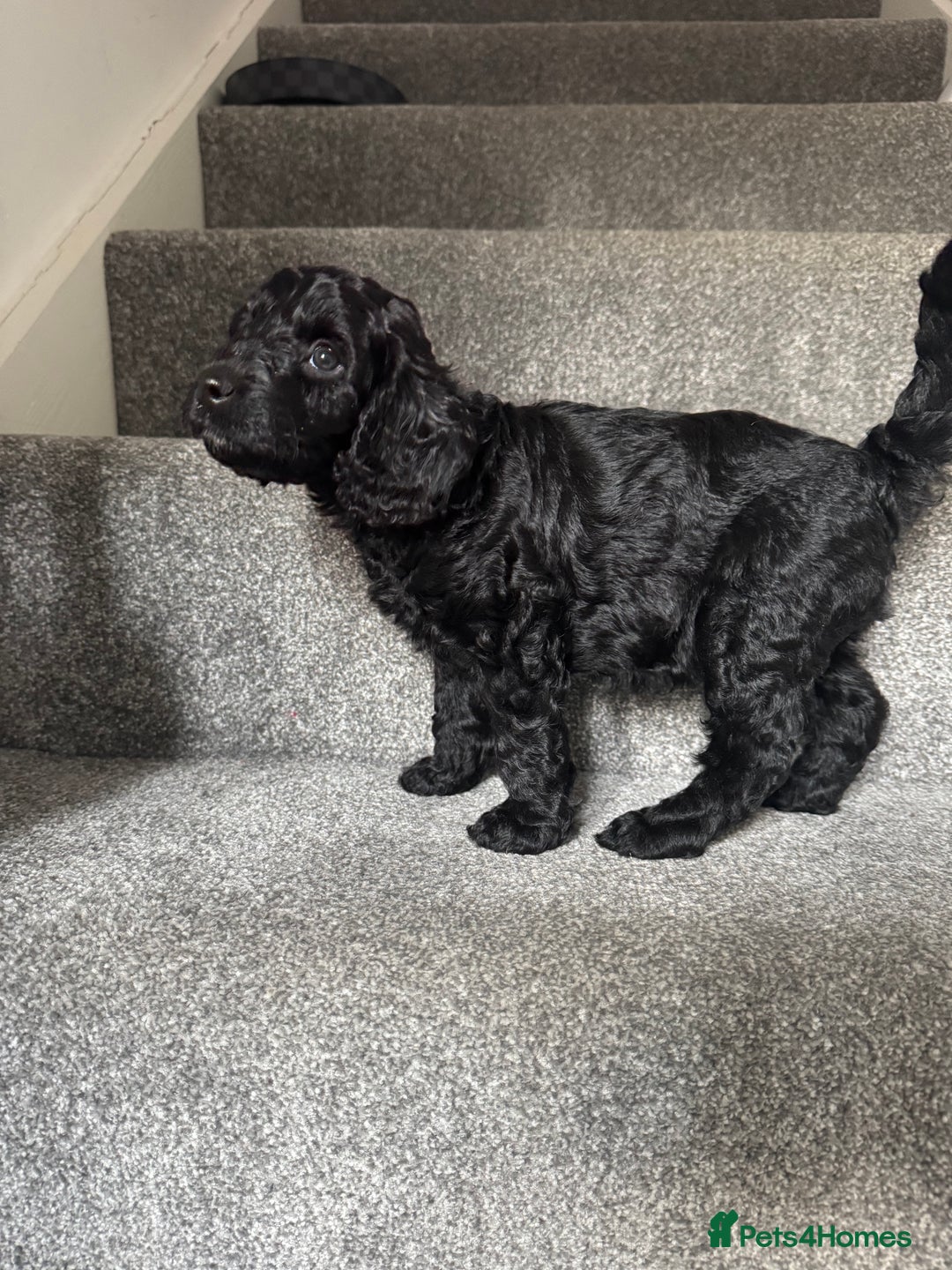 Mixed Breed dogs for sale: 3 Puppies Available Cavapoo / Cockapoo puppies  - Image 12