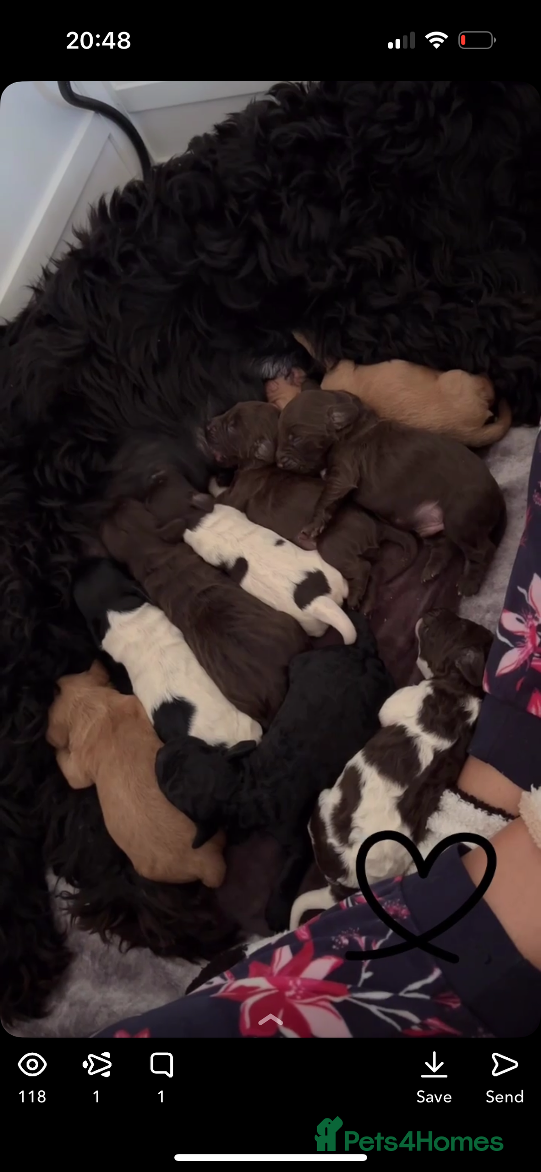 Cockapoo dogs for sale: Cockapoos puppies for sale *ready 19th feb* - Advert 16