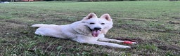 White Swiss Shepherd dogs for sale: WSS One boy and one girl available  - Advert 24