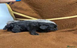 Jackapoo dogs for sale: Beautiful Jackapoo Puppies, READY NOW - Image 27