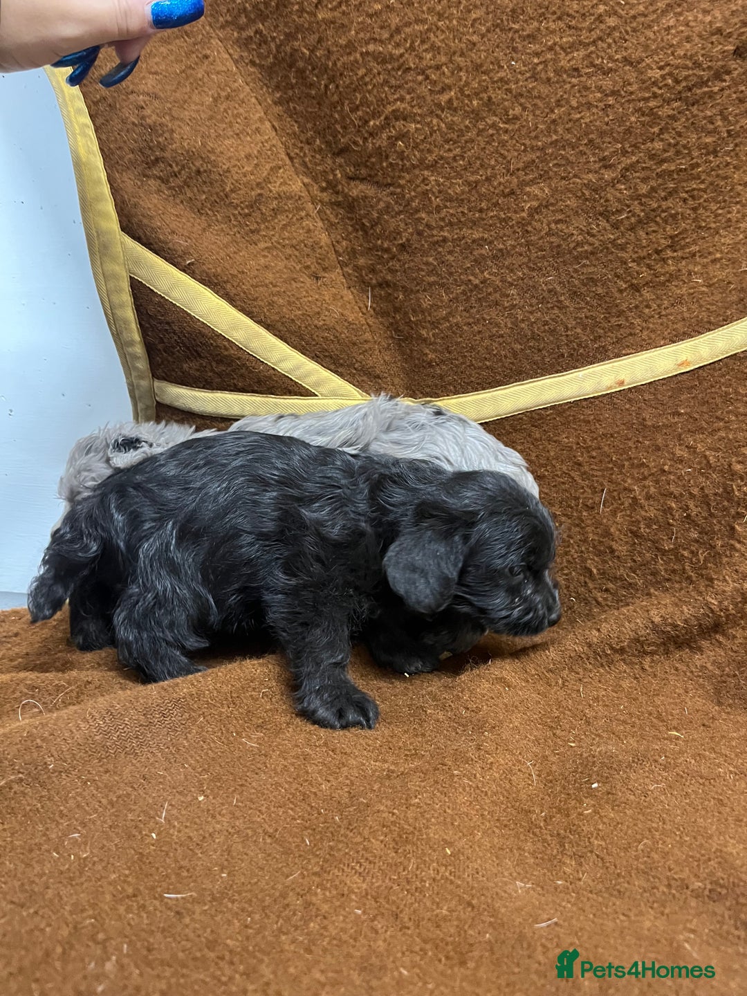 Jackapoo dogs for sale: Beautiful Jackapoo Puppies, READY NOW - Image 27