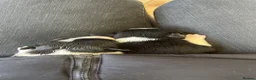 Border Collie dogs for sale: Border collie puppies in Inverurie - Advert 2
