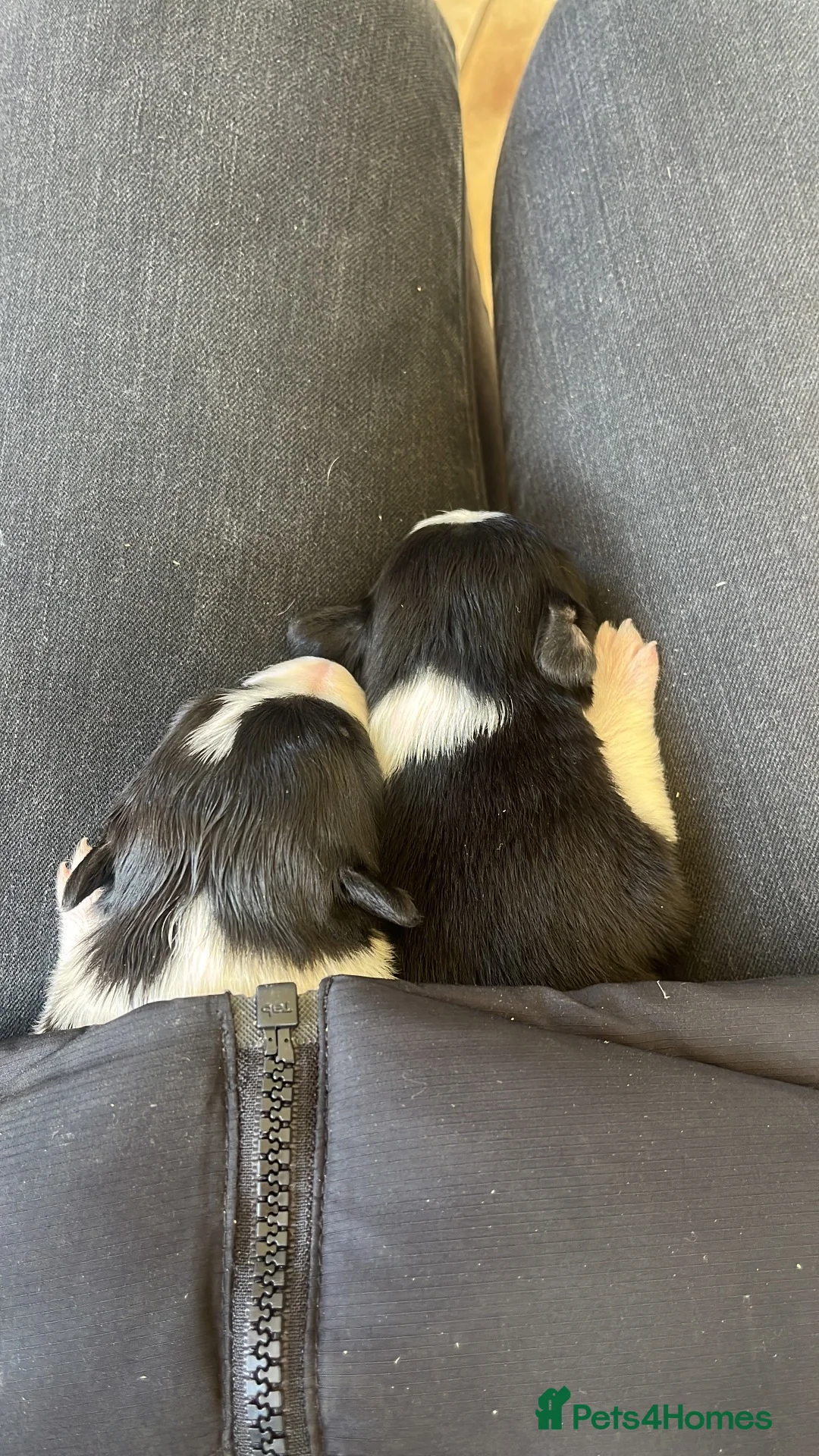 Border Collie dogs for sale: Border collie puppies in Inverurie - Advert 2
