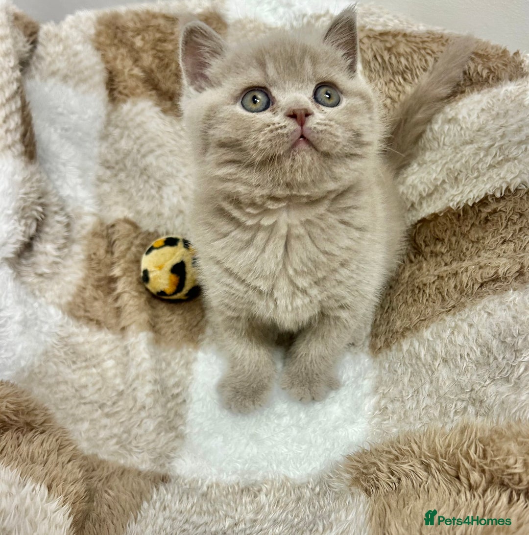 British Shorthair cats for sale: GCCF British Shorthair for Sale - Advert 25