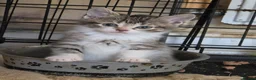 Mixed Breed cats for sale: Ragdoll x blue russian kittens - Advert 5
