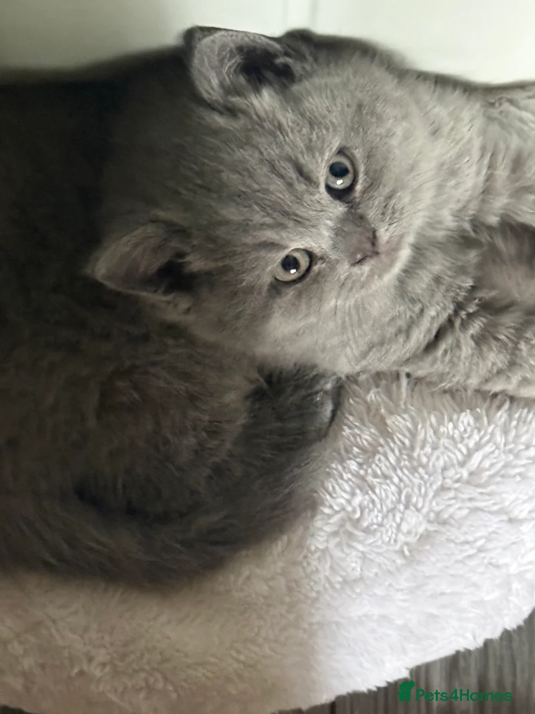 British Shorthair cats for sale: BSH kittens  - Advert 5