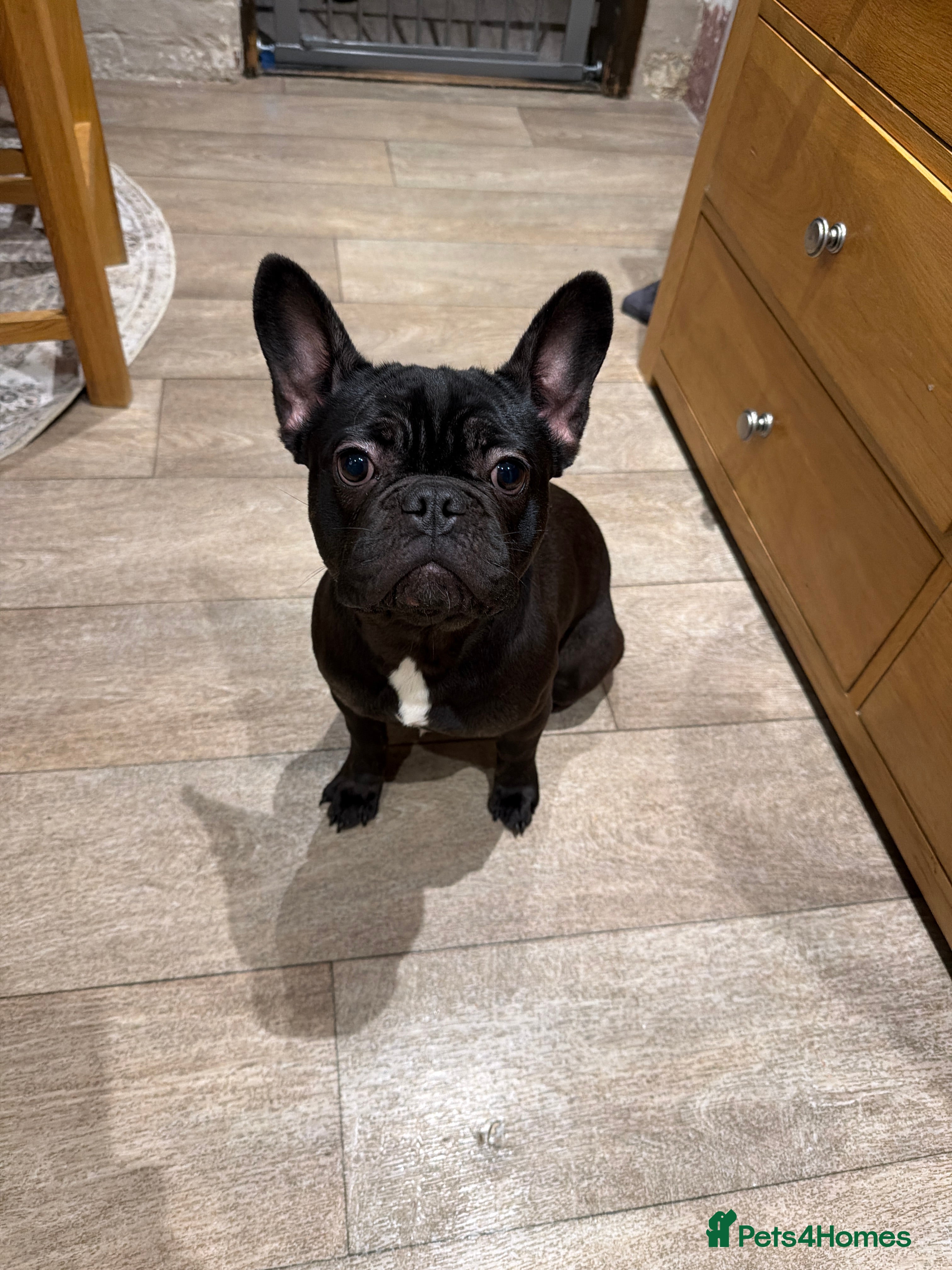French Bulldog dogs Black Frenchie for sale  - Advert 1