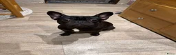 French Bulldog dogs for sale: Black Frenchie for sale  - Advert 1