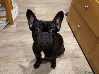 French Bulldog dogs Black Frenchie for sale - Advert 3
