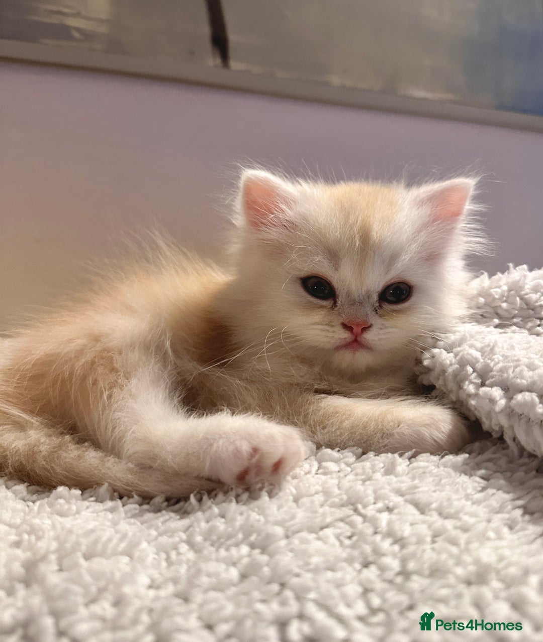 Persian cats for sale: 3 gorgeous, mischievous baby boys💙 - Advert 10