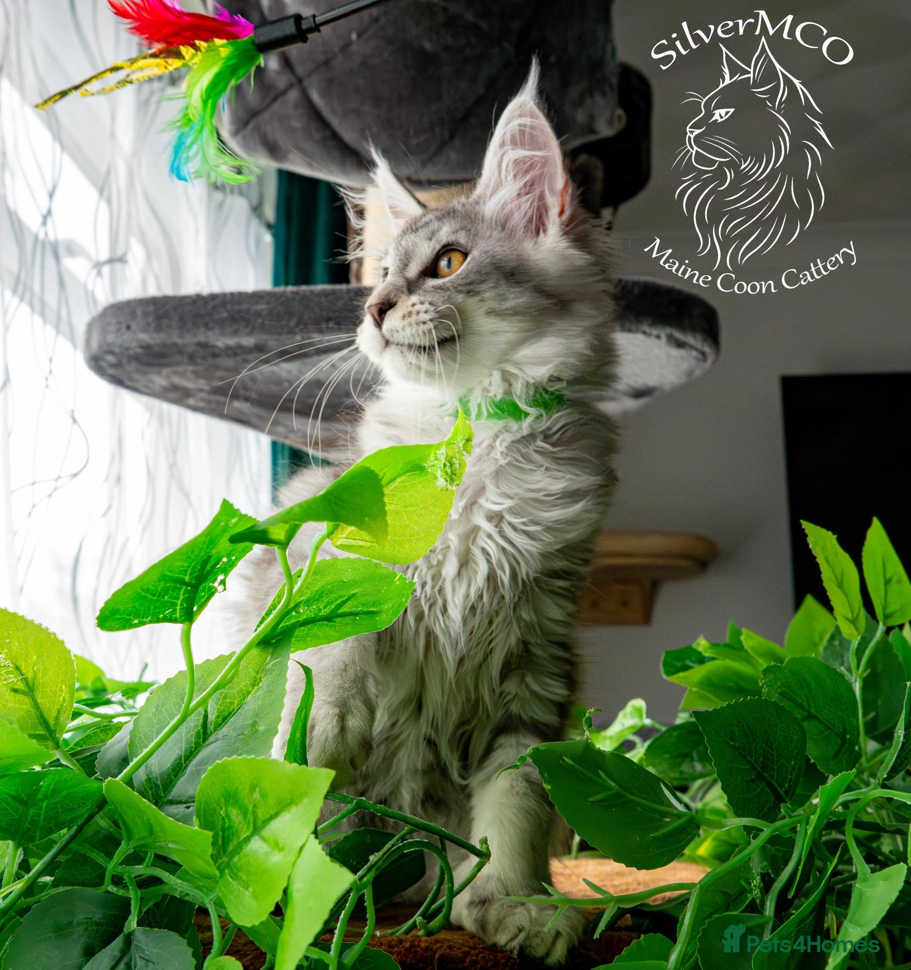 Maine Coon cats Meet Hugo💚 Our Last Available XL MaineCoon Kitten - Advert 1