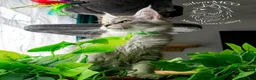 Maine Coon cats for sale: 💚Ready💚 TICA-registered XL Maine Coon Kitten   - Advert 1