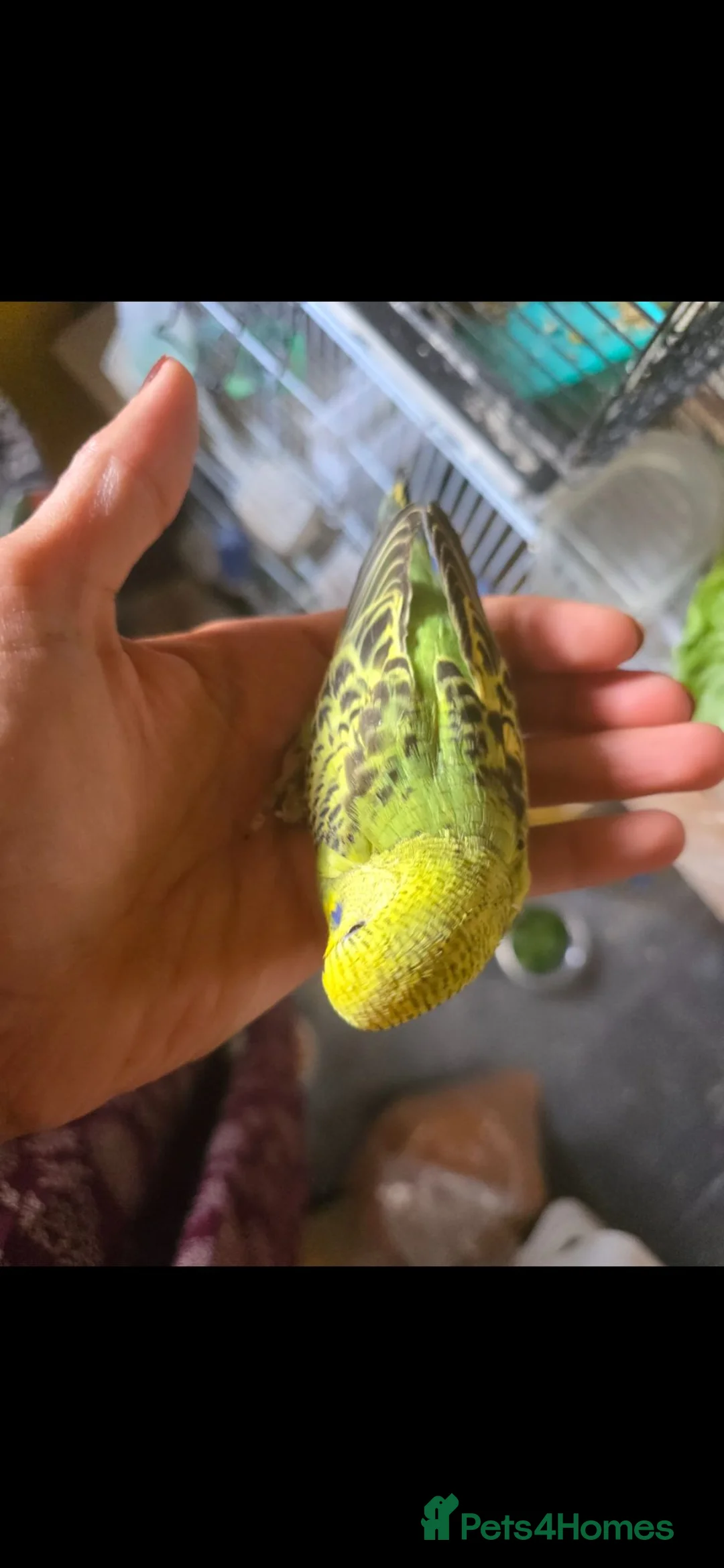 Budgerigars birds for sale: Tame baby budgies  - Advert 1