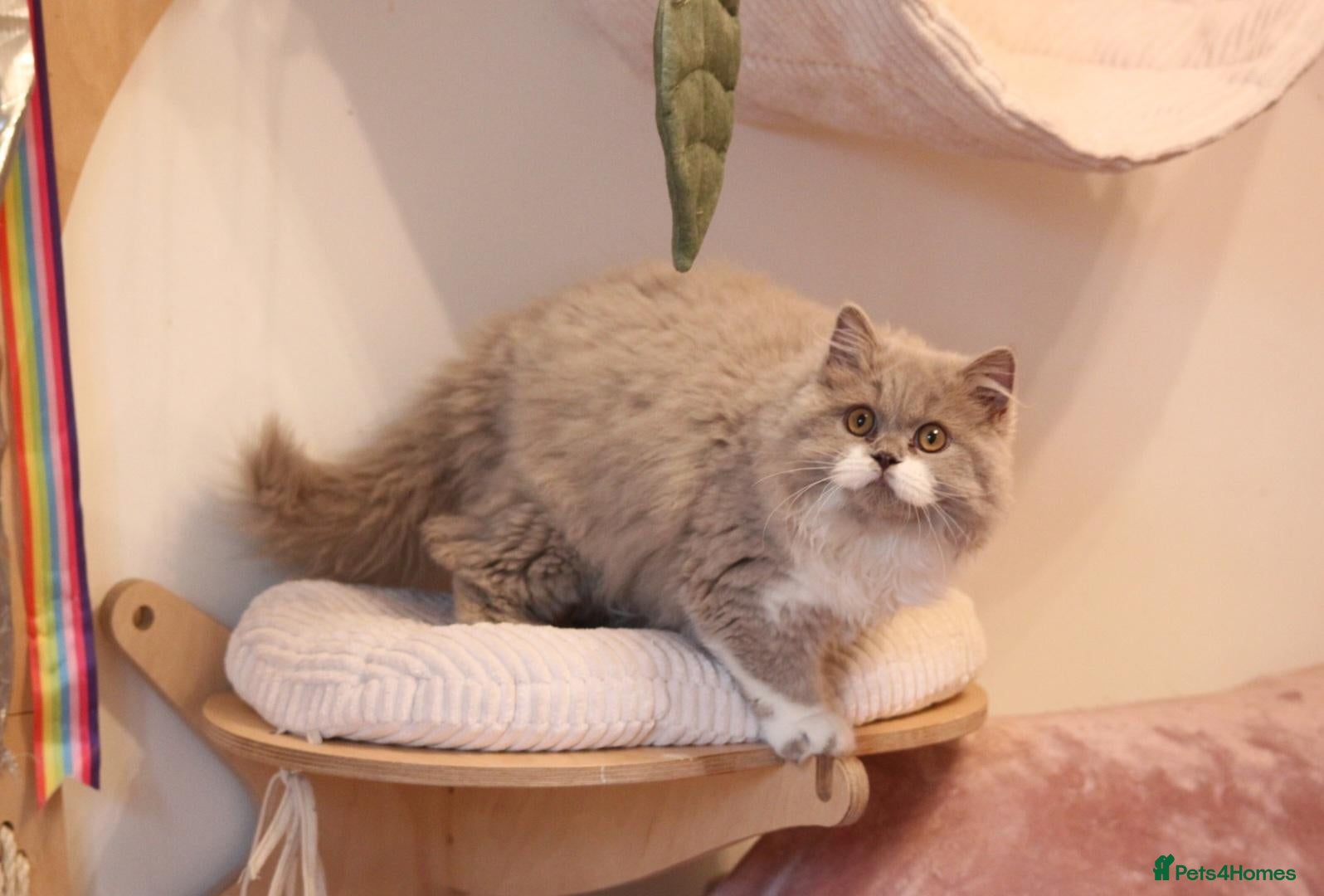 British Longhair cats for sale: 💫 GCCF reg British Longhair 10 months old 💫  - Advert 17