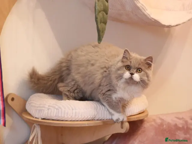 British Longhair cats for sale: 💫 GCCF reg British Longhair 10 months old 💫 - Advert 17
