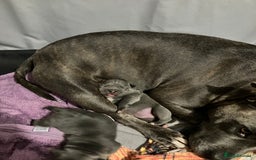 Staffordshire Bull Terrier dogs for sale: 2 blue staffy girls  - Image 11