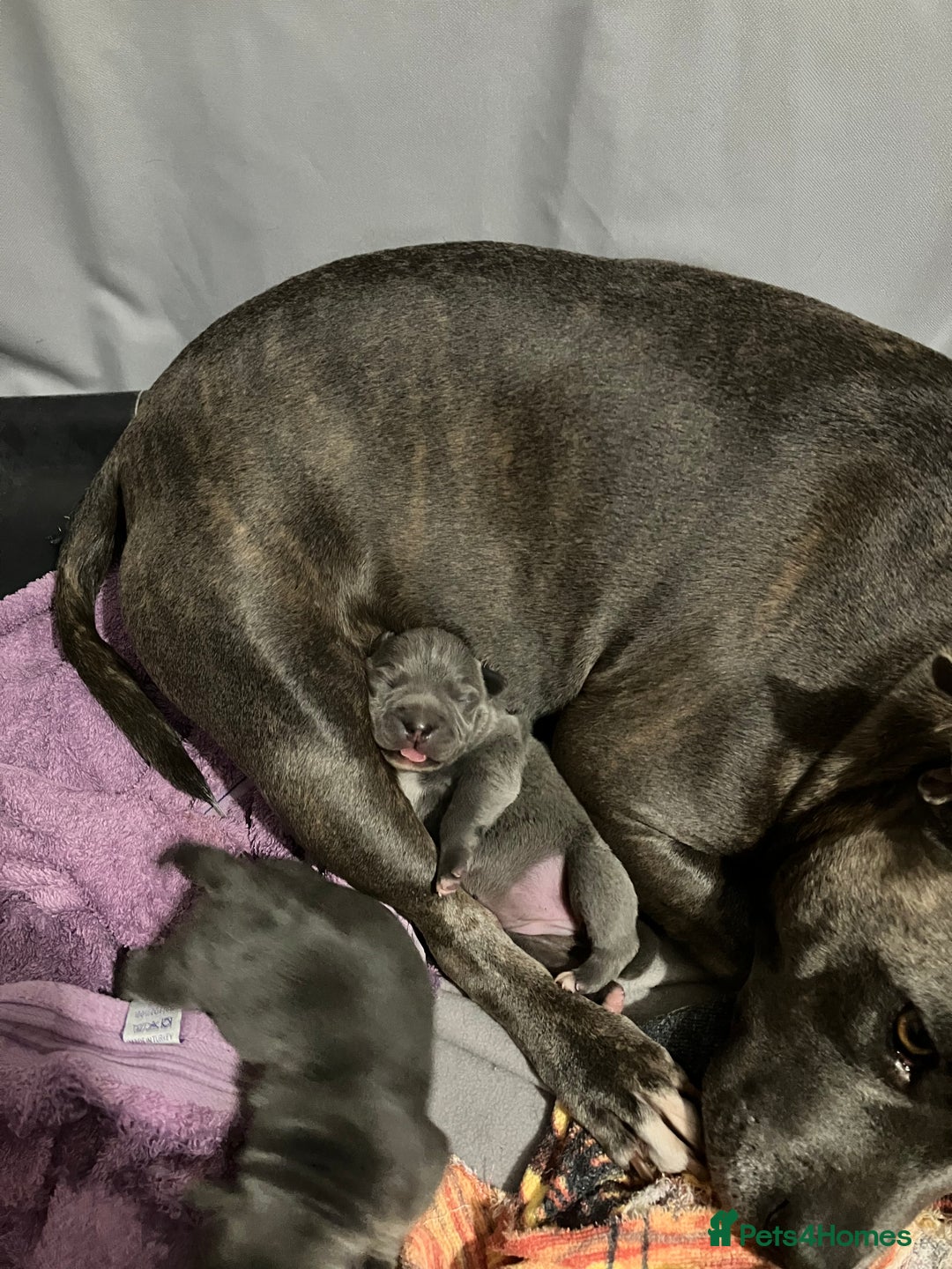 Staffordshire Bull Terrier dogs for sale: 2 blue staffy girls  - Image 11