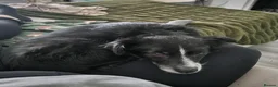 Mixed Breed dogs for sale: Male neutered dog in Prestatyn - Advert 6