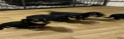 Miniature Dachshund dogs for sale: Miniature longhaired dacsund babies  - Advert 9