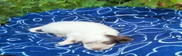English Setter dogs for adoption: Mara's pups -4x male 4x female English Setter pups - Advert 7