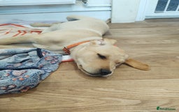 Labrador Retriever dogs for sale: Labrador puppy  - Image 2