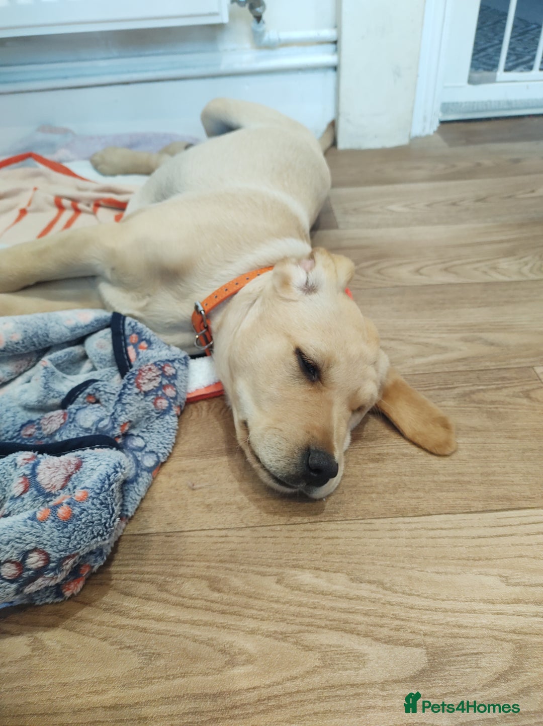 Labrador Retriever dogs for sale: Labrador puppy  - Image 2